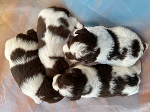 F1 Miniature Schnoodle Puppies for Sale, Ready Now!